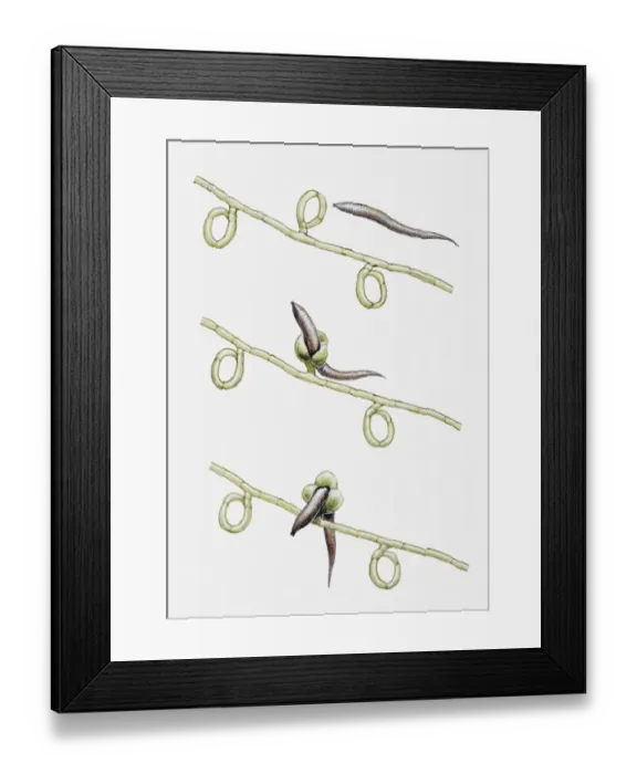 Framed Print : Illustration of Dactylaria fungus trapping and digesting an eelworm, multiple image