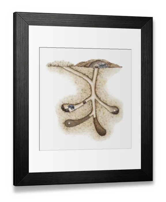 Framed Print : Illustration of Dung beetles (Scarabaeoidea) in their underground nest with eggs laid in dung, cross-section Framed Print : Illustration of Dung beetles (Scarabaeoidea) in their underground nest with eggs laid in dung, cross-section