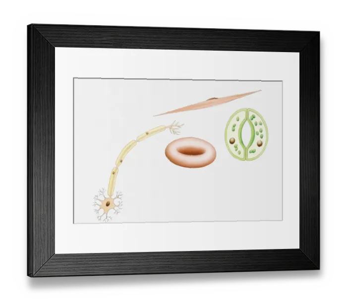 Framed Print : Illustration of different types of cells, nerve cells, red blood cell, muscle cell, and guard cells of a leaf Framed Print : Illustration of different types of cells, nerve cells, red blood cell, muscle cell, and guard cells of a leaf
