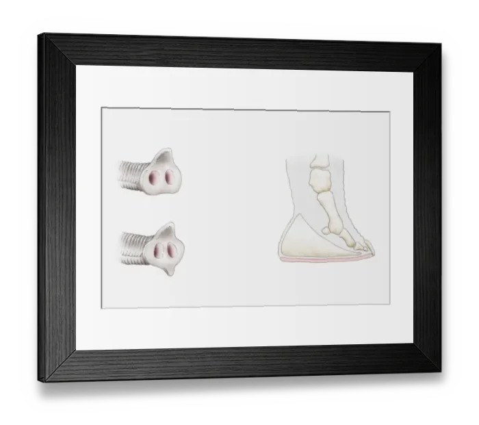 Framed Print : Illustration of trunks of Asian elephant (Elephas maximus) and African elephant (Loxodonta africana), and cross section through an elephants foot Framed Print : Illustration of trunks of Asian elephant (Elephas maximus) and African elephant (Loxodonta africana), and cross section through an elephants foot