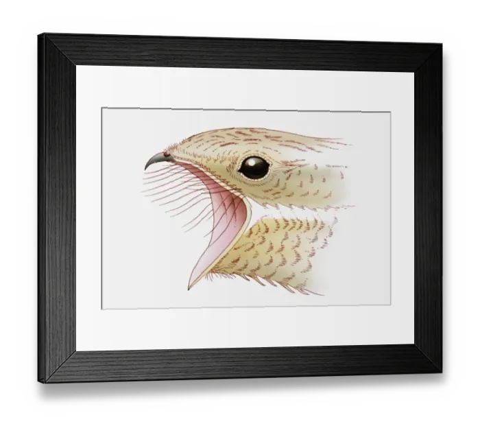 Framed Print : Illustration of Nightjar (Caprimulgus europaeus) with its beak open showing bristles to trap insects Framed Print : Illustration of Nightjar (Caprimulgus europaeus) with its beak open showing bristles to trap insects