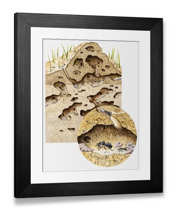 Framed Print : Cross-section illustration of tunnel system inside nest of Black garden ant (Lasius niger) Framed Print : Cross-section illustration of tunnel system inside nest of Black garden ant (Lasius niger)