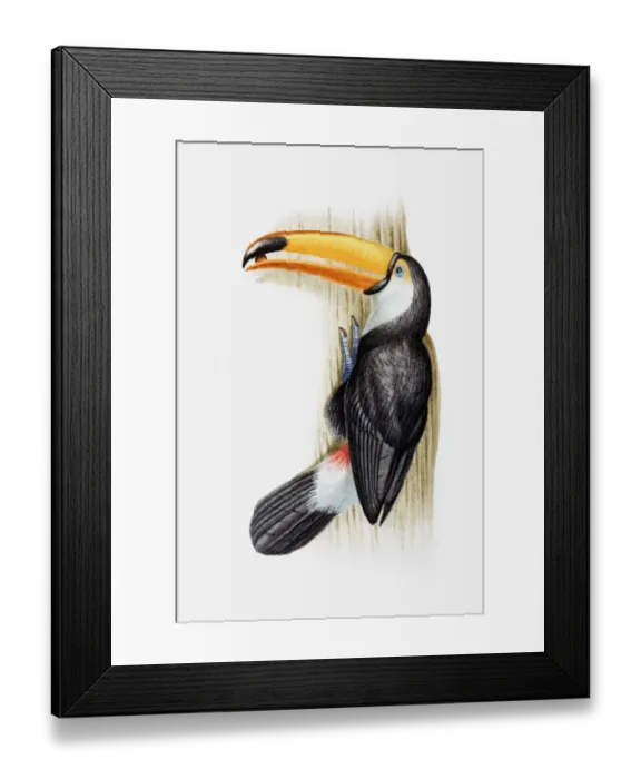 Framed Print : Illustration of a Toco toucan (Ramphastos toco) with a seed in its beak, perching on a tree trunk Framed Print : Illustration of a Toco toucan (Ramphastos toco) with a seed in its beak, perching on a tree trunk