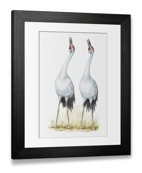 Framed Print : Illustration of a pair of cranes singing together, side by side Framed Print : Illustration of a pair of cranes singing together, side by side