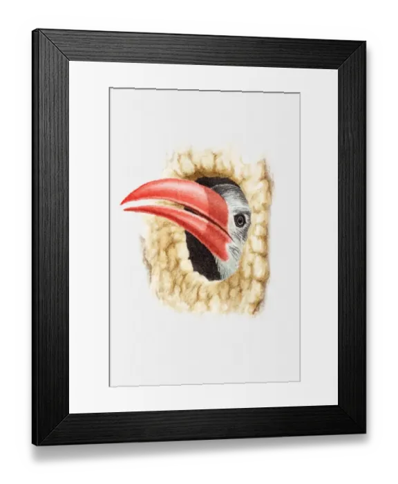 Framed Print : Illustration of a Red-billed hornbill (Tockus erythrorhynchus) peeking out of tree hole Framed Print : Illustration of a Red-billed hornbill (Tockus erythrorhynchus) peeking out of tree hole