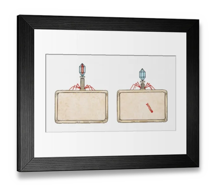 Framed Print : Illustration of reproduction of a virus, virus embedding its tail in cell wall, and injecting nucleic acid into bacterium Framed Print : Illustration of reproduction of a virus, virus embedding its tail in cell wall, and injecting nucleic acid into bacterium