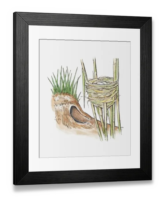 Framed Print : Illustration of two types of animals nests, entrance to a burrow, and a reed warblers nest built between the stems of reed plants Framed Print : Illustration of two types of animals nests, entrance to a burrow, and a reed warblers nest built between the stems of reed plants