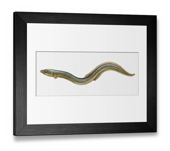 Framed Print : Illustration of an European eel (Anguilla anguilla)