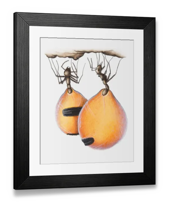 Framed Print : Illustration of Honeypot ants (Camponotus inflatus) with nectar stored in their abdomens Framed Print : Illustration of Honeypot ants (Camponotus inflatus) with nectar stored in their abdomens
