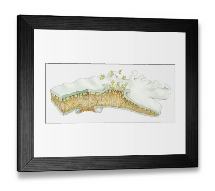 Framed Print : Illustration of cross-section through folicose lichen Framed Print : Illustration of cross-section through folicose lichen