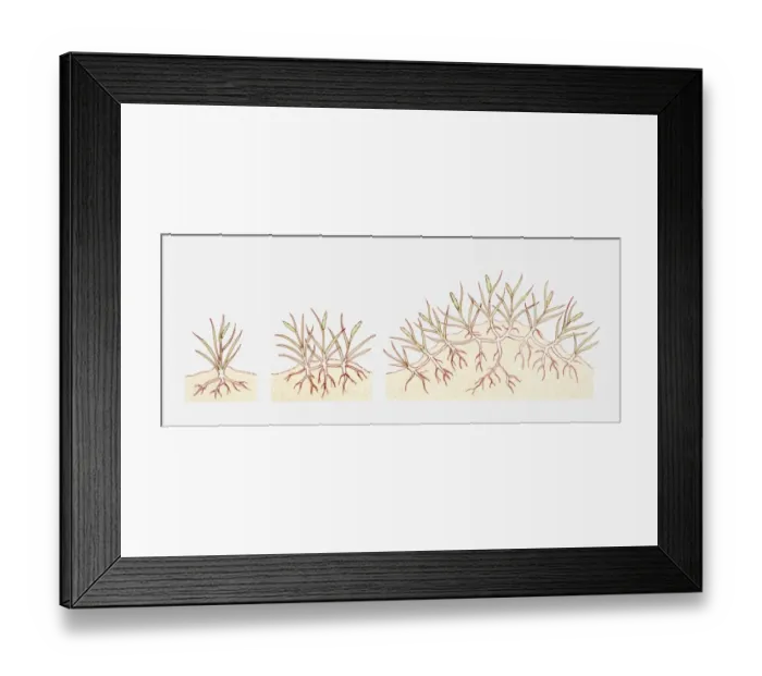 Framed Print : Illustration of Ammophila areanaria (Marram grass) growing in coastal sands, building up into a dune, multiple image Framed Print : Illustration of Ammophila areanaria (Marram grass) growing in coastal sands, building up into a dune, multiple image