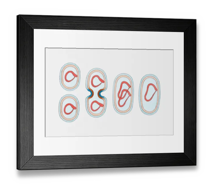 Framed Print : Illustration of bacterium cell reproducing Framed Print : Illustration of bacterium cell reproducing