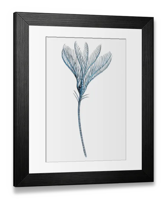Framed Print : Illustration of a Sea lily (Ptilocrinus pinnatus) Framed Print : Illustration of a Sea lily (Ptilocrinus pinnatus)