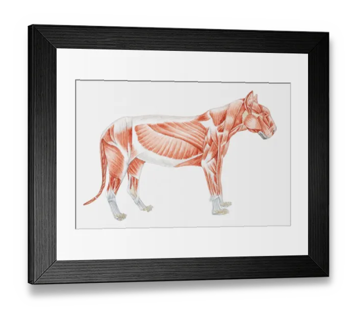 Framed Print : Illustration of a tigers muscular anatomy Framed Print : Illustration of a tigers muscular anatomy