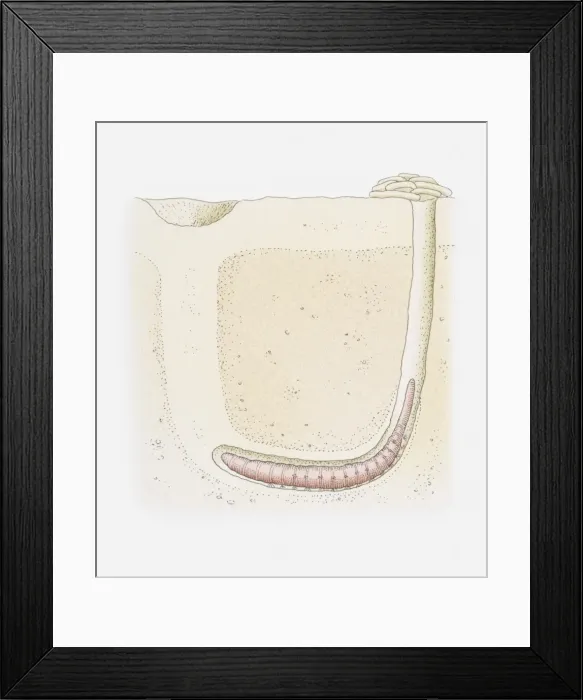 Framed Print : Illustration of a lugworm burrow, cross-section Framed Print : Illustration of a lugworm burrow, cross-section