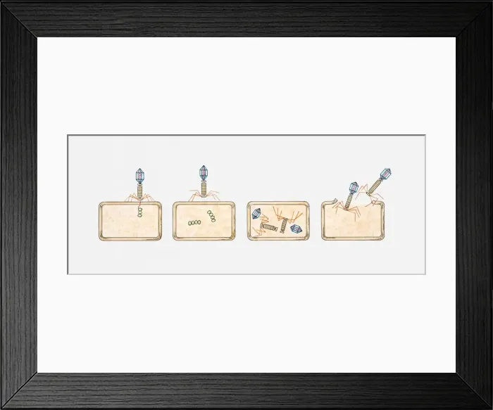Framed Print : Illustration of virus invading a bacterium and injecting nucleic acid, new viruses forming inside bacterium and breaking free Framed Print : Illustration of virus invading a bacterium and injecting nucleic acid, new viruses forming inside bacterium and breaking free