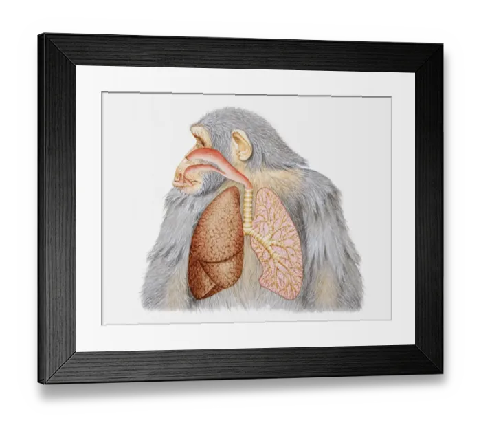 Framed Print : Illustration of lungs and respiratory system of a chimpanzee Framed Print : Illustration of lungs and respiratory system of a chimpanzee