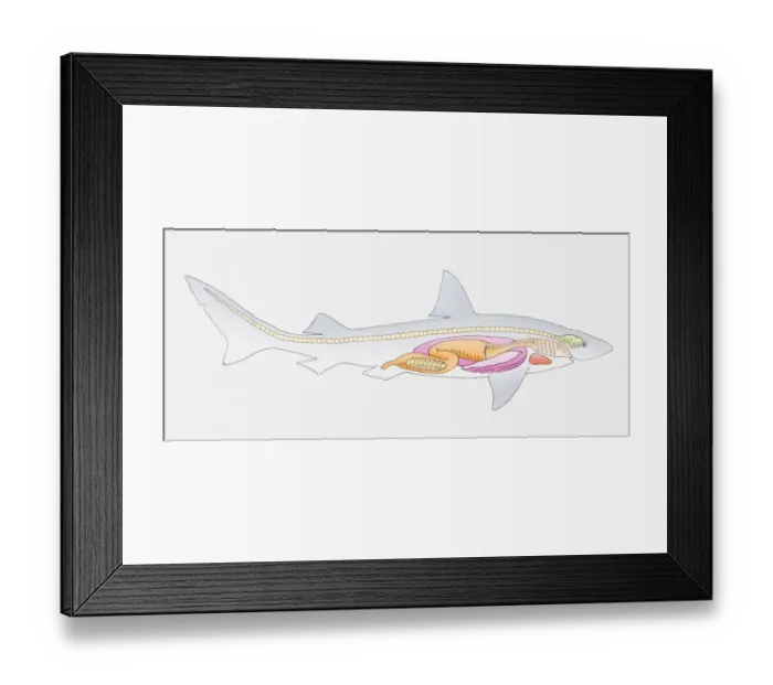 Framed Print : Illustration of the internal anatomy of a shark Framed Print : Illustration of the internal anatomy of a shark