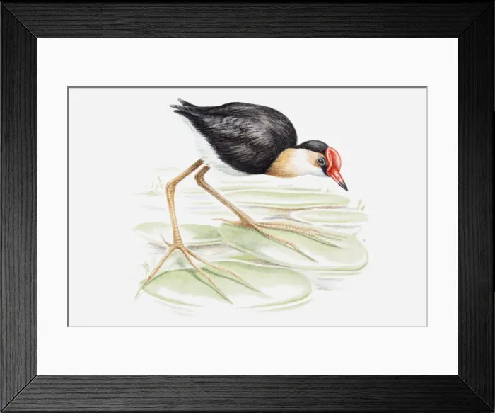 Framed Print : Illustration of a Comb-crested jacana, also known as Lilytrotter (Irediparra gallinacea) on a lily pad, side view Framed Print : Illustration of a Comb-crested jacana, also known as Lilytrotter (Irediparra gallinacea) on a lily pad, side view