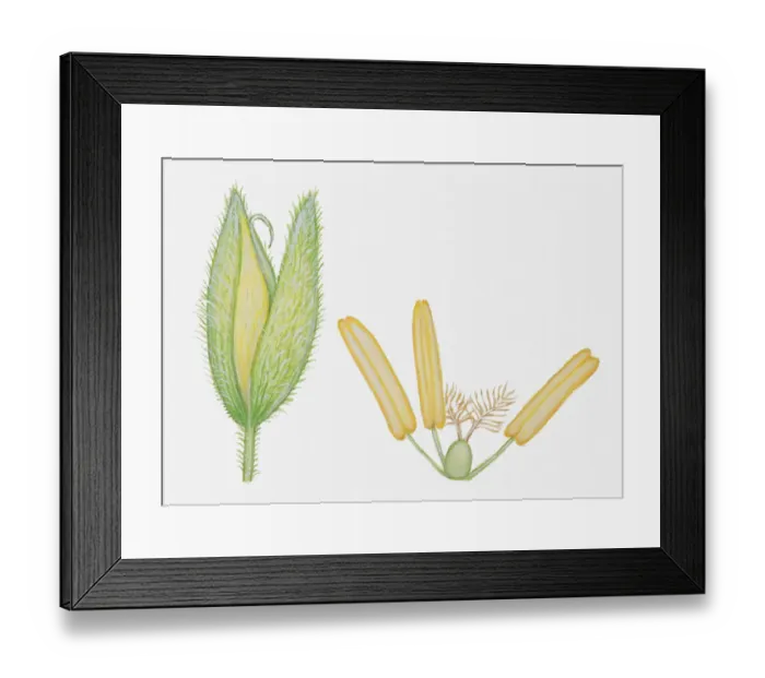 Framed Print : Illustration of Holcus lanatus (Yorkshire fog), whole grass flower head, and anther, stigma and ovary Framed Print : Illustration of Holcus lanatus (Yorkshire fog), whole grass flower head, and anther, stigma and ovary