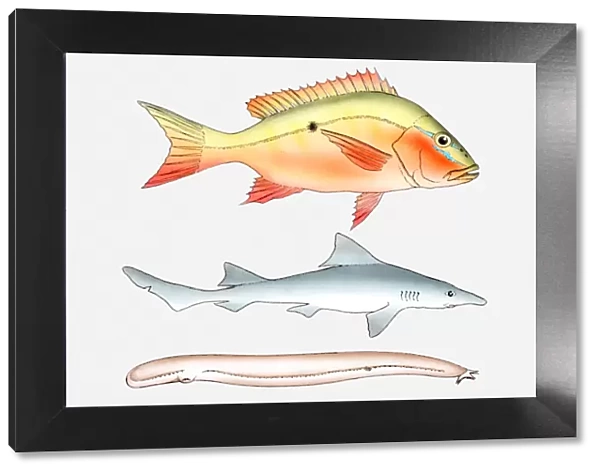 Illustration of three types of fish, Bony fish (Osteichthyes), Cartilaginous fish (Chondrichthyes), and Jawless fish (Agnatha)