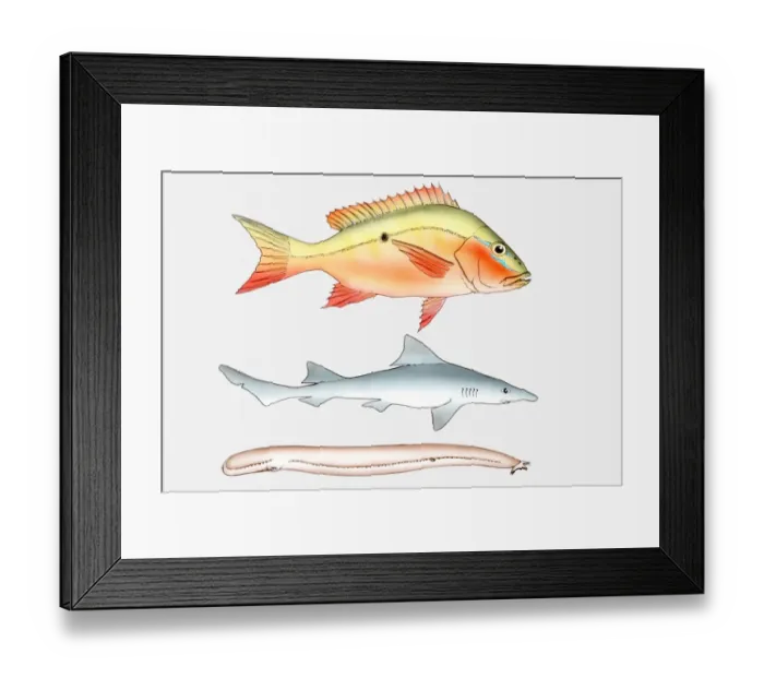 Framed Print : Illustration of three types of fish, Bony fish (Osteichthyes), Cartilaginous fish (Chondrichthyes), and Jawless fish (Agnatha) Framed Print : Illustration of three types of fish, Bony fish (Osteichthyes), Cartilaginous fish (Chondrichthyes), and Jawless fish (Agnatha)