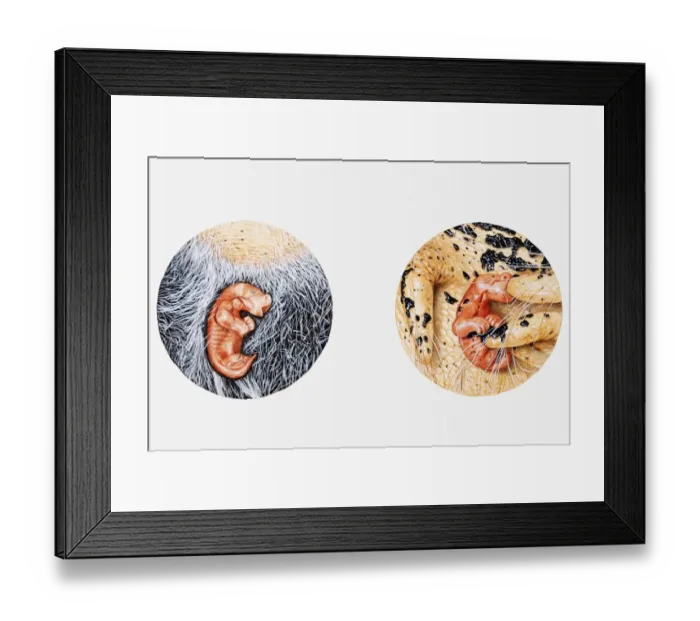 Framed Print : Illustration of newborn wallaby shown crawling up its mothers stomach fur to reach pouch, and suckling inside pouch Framed Print : Illustration of newborn wallaby shown crawling up its mothers stomach fur to reach pouch, and suckling inside pouch