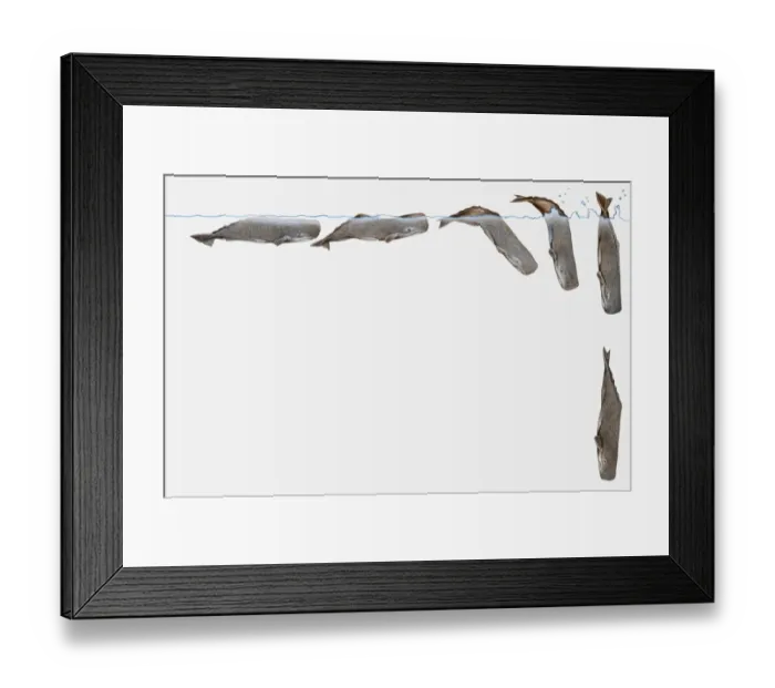 Framed Print : Illustration of a Sperm whale (Physeter macrocephalus) diving, multiple image Framed Print : Illustration of a Sperm whale (Physeter macrocephalus) diving, multiple image