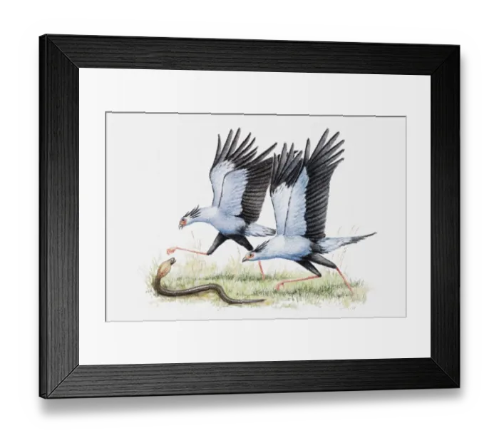 Framed Print : Illustration of a pair of Secretary birds (Sagittarius serpentarius) attacking a snake