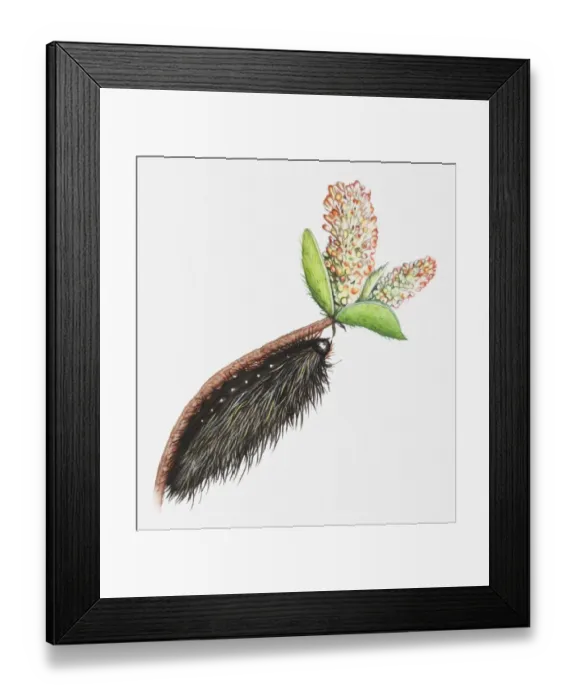 Framed Print : Illustration of caterpillar of Garden tiger moth (Arctia caja) feeding on Arctic willow (Salix arctica)