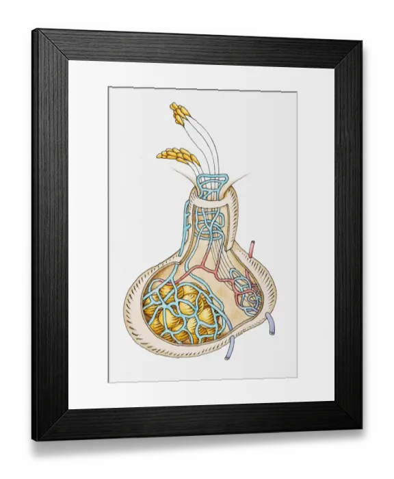 Framed Print : Illustration of pituitary gland releasing hormones Framed Print : Illustration of pituitary gland releasing hormones