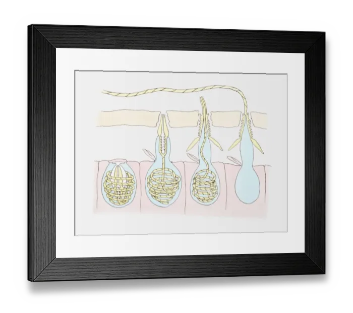 Framed Print : Illustration of a cnidarians tentacle punching hole in preys skin and injecting poison Framed Print : Illustration of a cnidarians tentacle punching hole in preys skin and injecting poison