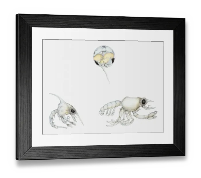 Framed Print : Illustration of stages in the life cycle of a crab, showing egg, zoea, and megalopa Framed Print : Illustration of stages in the life cycle of a crab, showing egg, zoea, and megalopa
