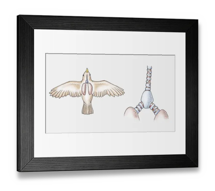 Framed Print : Illustration of the respiratory system of a songbird, and its trachea, syrinx and lungs Framed Print : Illustration of the respiratory system of a songbird, and its trachea, syrinx and lungs