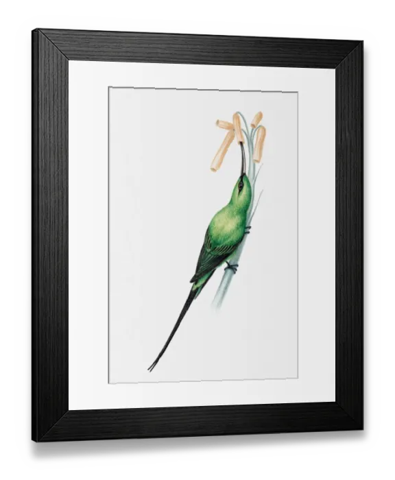 Framed Print : Illustration of a Malachite sunbird (Nectarinia famosa) sucking nectar out of flower Framed Print : Illustration of a Malachite sunbird (Nectarinia famosa) sucking nectar out of flower