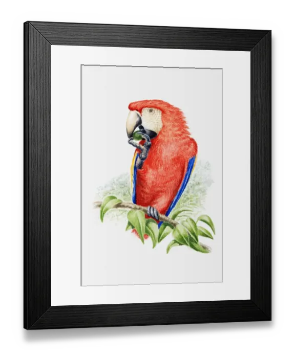 Framed Print : Illustration of a Scarlet macaw (Ara macao) eating a nut Framed Print : Illustration of a Scarlet macaw (Ara macao) eating a nut