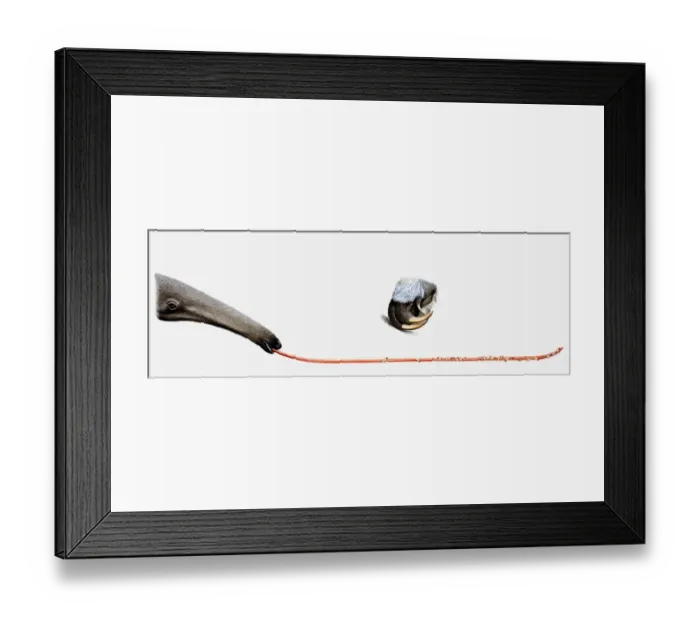 Framed Print : Illustration of Giant anteaters (Myrmecophaga tridactyla) tongue with ants trapped on it, and forepaw with claws Framed Print : Illustration of Giant anteaters (Myrmecophaga tridactyla) tongue with ants trapped on it, and forepaw with claws