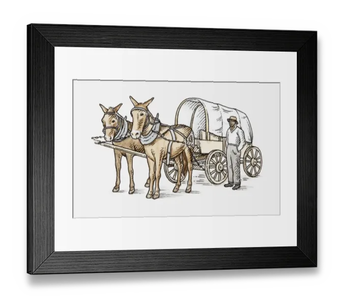 Framed Print : Illustration of mules attached to cart Framed Print : Illustration of mules attached to cart