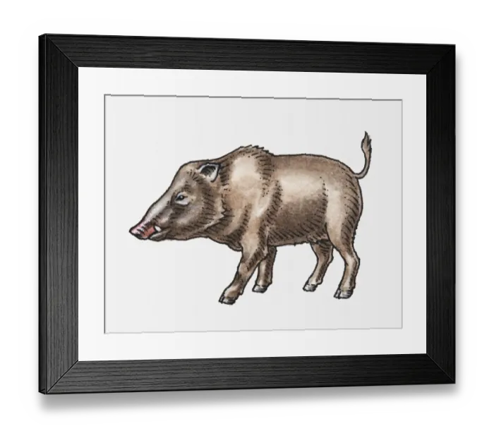 Framed Print : Illustration of Wild Boar (Sus scrofa), standing, head in profile Framed Print : Illustration of Wild Boar (Sus scrofa), standing, head in profile