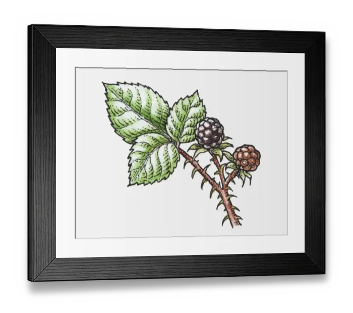Framed Print : Illustration of ripe and unripe Rubus (Blackberry) on spiked stem with green leaves Framed Print : Illustration of ripe and unripe Rubus (Blackberry) on spiked stem with green leaves