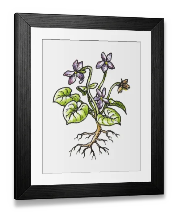Framed Print : Illustration of plant with purple flowers, green leaves and exposed roots Framed Print : Illustration of plant with purple flowers, green leaves and exposed roots