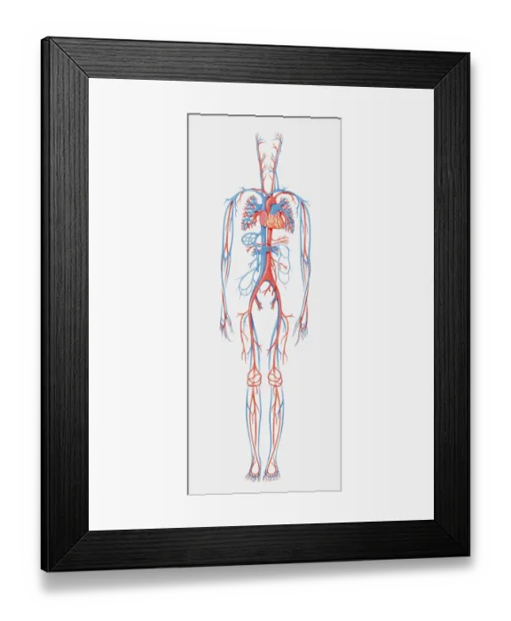 Framed Print : Illustration of human cardiovascular system Framed Print : Illustration of human cardiovascular system