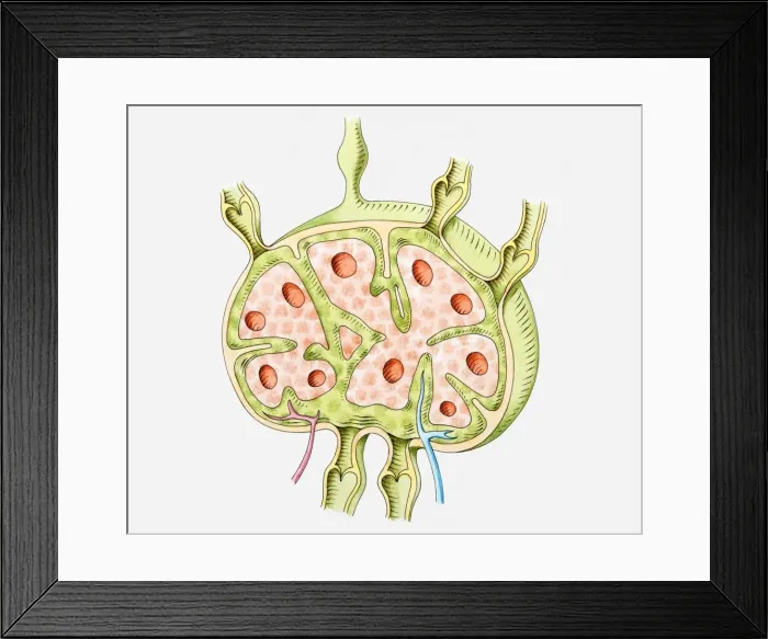 Framed Print : Cross section illustration of human lymph node Framed Print : Cross section illustration of human lymph node