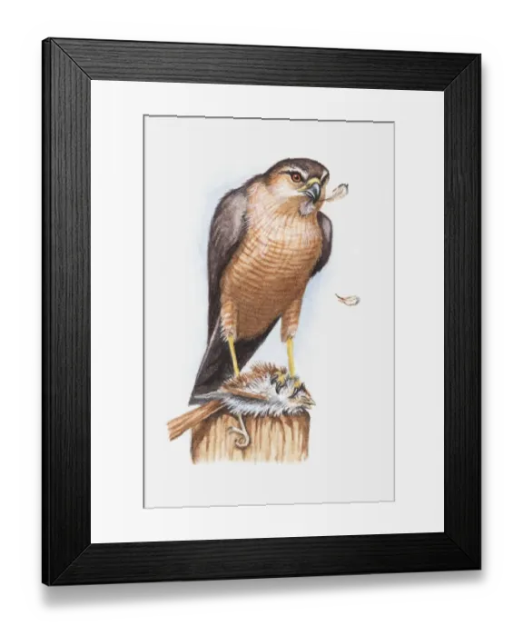 Framed Print : Illustration of a Sharp-shinned hawk (Accipiter striatus) feeding on a small bird Framed Print : Illustration of a Sharp-shinned hawk (Accipiter striatus) feeding on a small bird