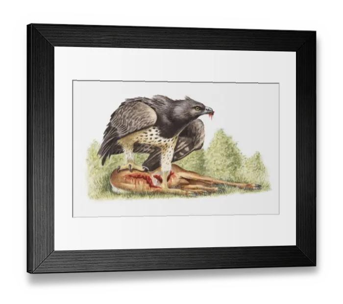 Framed Print : Illustration of a Martial eagle (Polemaetus bellicosus) with a dead antelope