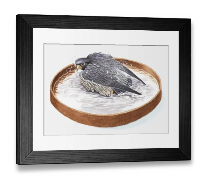 Framed Print : Illustration of falcon in bird bath