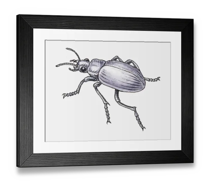 Framed Print : Black and white illustration of Common Black Ground Beetle (Pterostichus melanarius) Framed Print : Black and white illustration of Common Black Ground Beetle (Pterostichus melanarius)