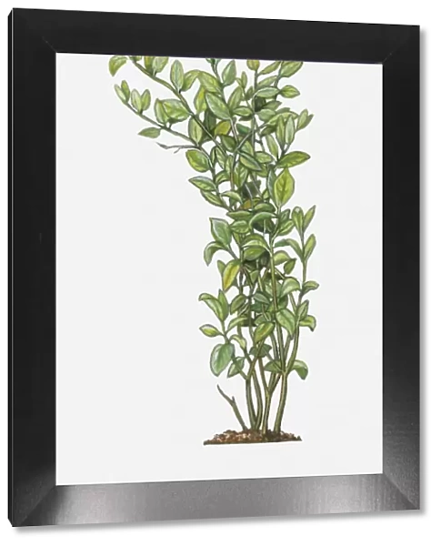 Illustration of Jasminum sambac (Arabian Jasmine), tall evergreen shrub with green leaves