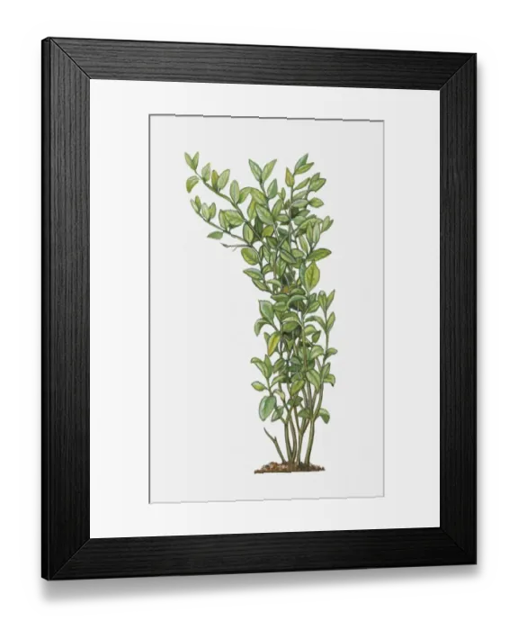Framed Print : Illustration of Jasminum sambac (Arabian Jasmine), tall evergreen shrub with green leaves Framed Print : Illustration of Jasminum sambac (Arabian Jasmine), tall evergreen shrub with green leaves