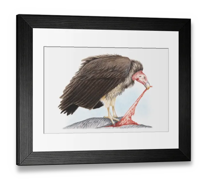 Framed Print : Illustration of Lappet-faced vulture (Torgos tracheliotos) feeding on another animal Framed Print : Illustration of Lappet-faced vulture (Torgos tracheliotos) feeding on another animal